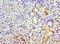 COP9 Signalosome Subunit 7A antibody, LS-C379790, Lifespan Biosciences, Immunohistochemistry frozen image 