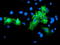 Schwannomin-interacting protein 1 antibody, TA504468, Origene, Immunofluorescence image 