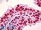 Spermine antibody, LS-B8621, Lifespan Biosciences, Immunohistochemistry paraffin image 