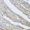ST8SiaII antibody, A05894, Boster Biological Technology, Immunohistochemistry frozen image 