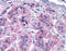 Glutamate Metabotropic Receptor 7 antibody, TA317617, Origene, Immunohistochemistry paraffin image 