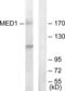 Mediator of RNA polymerase II transcription subunit 1 antibody, LS-C119067, Lifespan Biosciences, Western Blot image 