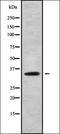 Claudin 22 antibody, orb338190, Biorbyt, Western Blot image 