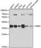 Survival Of Motor Neuron 2, Centromeric antibody, A12508, ABclonal Technology, Western Blot image 