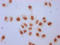 H12 antibody, LS-C670353, Lifespan Biosciences, Immunocytochemistry image 