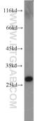 Glutathione S-transferase alpha-4 antibody, 17271-1-AP, Proteintech Group, Western Blot image 