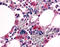 F4 antibody, SP4660P, Origene, Immunohistochemistry paraffin image 