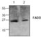 Fas Associated Via Death Domain antibody, AP00019PU-N, Origene, Western Blot image 