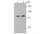 OPA1 Mitochondrial Dynamin Like GTPase antibody, A00508, Boster Biological Technology, Western Blot image 