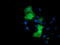 Epsin 2 antibody, TA504295, Origene, Immunofluorescence image 