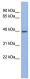 Pannexin 3 antibody, TA329534, Origene, Western Blot image 