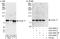 Cyclin T1 antibody, A303-499A, Bethyl Labs, Immunoprecipitation image 