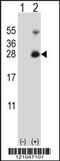 RING finger protein 11 antibody, MBS9213318, MyBioSource, Western Blot image 
