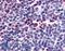 ATRN antibody, LS-A8292, Lifespan Biosciences, Immunohistochemistry frozen image 