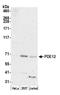 Phosphodiesterase 12 antibody, A305-637A-M, Bethyl Labs, Western Blot image 