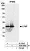 Protein Tyrosine Phosphatase Receptor Type C Associated Protein antibody, A304-456A, Bethyl Labs, Immunoprecipitation image 