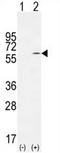 KLF10 antibody, AP54248PU-N, Origene, Western Blot image 