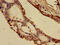 Complement C1r subcomponent antibody, CSB-PA003655LA01HU, Cusabio, Immunohistochemistry frozen image 