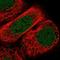 Adenylate Kinase 9 antibody, HPA030805, Atlas Antibodies, Immunofluorescence image 