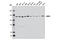 Cullin Associated And Neddylation Dissociated 1 antibody, 7433S, Cell Signaling Technology, Western Blot image 