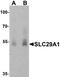 Solute Carrier Family 29 Member 1 (Augustine Blood Group) antibody, A02058, Boster Biological Technology, Western Blot image 