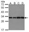 Phosphoglycerate mutase 1 antibody, LS-C186371, Lifespan Biosciences, Western Blot image 