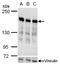 Ribosome Binding Protein 1 antibody, NBP1-32813, Novus Biologicals, Western Blot image 