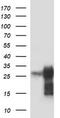 POMC antibody, TA506611, Origene, Western Blot image 