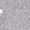 Single-stranded DNA-binding protein, mitochondrial antibody, HPA002866, Atlas Antibodies, Immunohistochemistry frozen image 