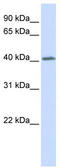 Growth Hormone Releasing Hormone Receptor antibody, TA346229, Origene, Western Blot image 