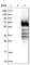 ATCAY Kinesin Light Chain Interacting Caytaxin antibody, HPA017755, Atlas Antibodies, Western Blot image 