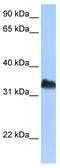 DND MicroRNA-Mediated Repression Inhibitor 1 antibody, TA344037, Origene, Western Blot image 