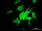 NADH:Ubiquinone Oxidoreductase Subunit A9 antibody, LS-C133337, Lifespan Biosciences, Immunofluorescence image 