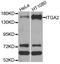 Ubiquitin Specific Peptidase 10 antibody, orb248035, Biorbyt, Western Blot image 
