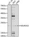 Neurogenin 3 antibody, GTX32747, GeneTex, Western Blot image 