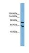 Exocyst Complex Component 6 antibody, NBP1-55430, Novus Biologicals, Western Blot image 