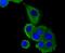 LDL Receptor Related Protein 1 antibody, NBP2-67286, Novus Biologicals, Immunofluorescence image 