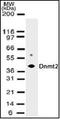 TRNA Aspartic Acid Methyltransferase 1 antibody, orb87974, Biorbyt, Western Blot image 