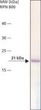 BAX antibody, GTX16119, GeneTex, Western Blot image 