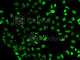 SUB1 Regulator Of Transcription antibody, A7070, ABclonal Technology, Immunofluorescence image 
