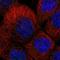 Solute Carrier Family 22 Member 13 antibody, NBP1-82502, Novus Biologicals, Immunocytochemistry image 