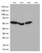 Calcium-binding and coiled-coil domain-containing protein 2 antibody, M05876-1, Boster Biological Technology, Western Blot image 