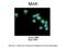Male Germ Cell Associated Kinase antibody, PA5-42136, Invitrogen Antibodies, Immunohistochemistry frozen image 