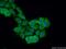 Pleckstrin Homology Domain Containing O2 antibody, 21356-1-AP, Proteintech Group, Immunofluorescence image 