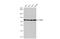 Chromosome Segregation 1 Like antibody, GTX103005, GeneTex, Western Blot image 