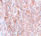 BCAS2 Pre-MRNA Processing Factor antibody, 5627, ProSci Inc, Immunohistochemistry frozen image 