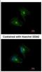 Protein Tyrosine Phosphatase Receptor Type H antibody, NBP2-20005, Novus Biologicals, Immunofluorescence image 