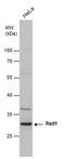 RAD1 Checkpoint DNA Exonuclease antibody, MA1-23350, Invitrogen Antibodies, Western Blot image 