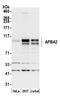 Amyloid Beta Precursor Protein Binding Family A Member 2 antibody, A305-220A, Bethyl Labs, Western Blot image 