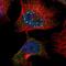 Calmin antibody, NBP1-94034, Novus Biologicals, Immunocytochemistry image 